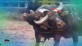 《斗牛》在线观看,热血激战，传奇诞生