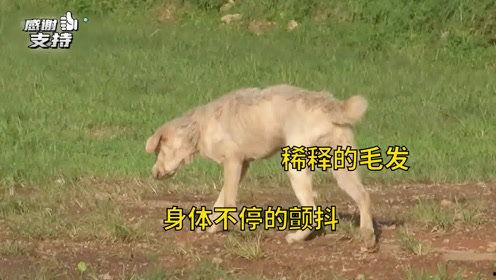 爆料救助狗狗视频播放在线观看,温情满满引网友泪目 第3张 爆料救助狗狗视频播放在线观看,温情满满引网友泪目 第3张